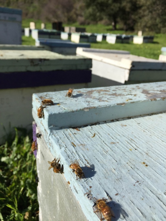 HV Bee Boxes